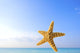 Starfish In Front Of The Ocean Wall Mural