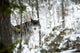 Wolf In The Snow Wall Mural