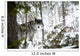 Wolf In The Snow Wall Mural