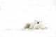 Two Polar Bears Snuggling Wall Mural