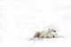 Two Polar Bears Laying Together Wall Mural