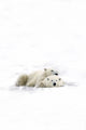 Two Polar Bears Laying Together Wall Decal