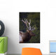 Male Elk Wall Mural