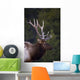 Male Elk Wall Mural