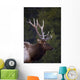 Male Elk Wall Mural