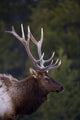 Male Elk Wall Mural