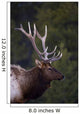 Male Elk Wall Mural