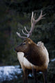 Male Elk Wall Mural