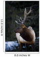 Male Elk Wall Mural