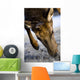 Elk Wall Mural