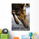 Elk Wall Mural