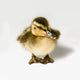 Duckling Wall Decal