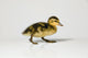 Duckling Walking Wall Decal