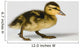 Duckling Walking Wall Decal