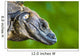 Lizard Wall Mural