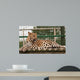 Amur Leopard Relaxed