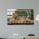 Amur Leopard Relaxed