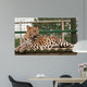 Amur Leopard Relaxed