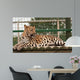 Amur Leopard Relaxed