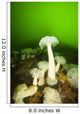 Plumose Sea Anemones, Alaska, Usa Wall Mural