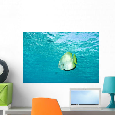 Batfish Water Wall Mural shown on a wall