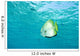 Batfish In Water Wall Mural