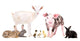 Cute Baby Farm Animals Wall Decal Sticker Set