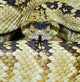 Northern Black-Tailed Rattlesnake Wall Mural