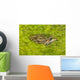 A Rio Grande Leopard Frog Sitting On A Bed Of Algae Wall Mural