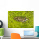 A Rio Grande Leopard Frog Sitting On A Bed Of Algae Wall Mural