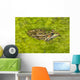 A Rio Grande Leopard Frog Sitting On A Bed Of Algae Wall Mural