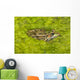 A Rio Grande Leopard Frog Sitting On A Bed Of Algae Wall Mural