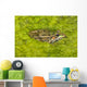 A Rio Grande Leopard Frog Sitting On A Bed Of Algae Wall Mural