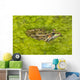 A Rio Grande Leopard Frog Sitting On A Bed Of Algae Wall Mural