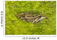 A Rio Grande Leopard Frog Sitting On A Bed Of Algae Wall Mural