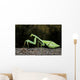 Praying Mantis Perched On A Tree Wall Mural