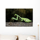 Praying Mantis Perched On A Tree Wall Mural