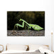 Praying Mantis Perched On A Tree Wall Mural