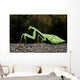 Praying Mantis Perched On A Tree Wall Mural