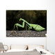 Praying Mantis Perched On A Tree Wall Mural