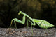 Praying Mantis Perched On A Tree Wall Mural