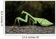 Praying Mantis Perched On A Tree Wall Mural