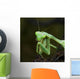 Close Up Of A Praying Mantis Wall Mural
