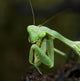 Close Up Of A Praying Mantis Wall Mural