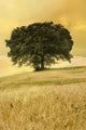 wheat field with majestic tree Wall Mural