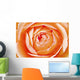 Orange Rose Wall Mural