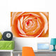Orange Rose Wall Mural