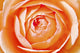 Orange Rose Wall Mural