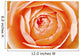 Orange Rose Wall Mural