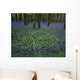 Ireland, Bluebells On A Forest Floor Wall Mural